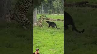 Animals er khalatrending plslike virslshorts viralvideo youtubeshorts [upl. by Ialokin600]