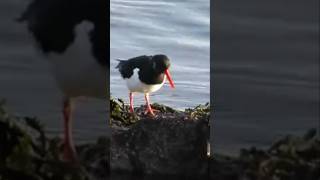 Oystercatcher birds birdwatching wildlife nature [upl. by Delinda800]