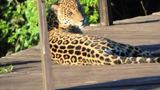 Onçapintada descansa na Trilha da Figueira Centenária na Fazenda San Francisco Pantanal Sul [upl. by Teyut]