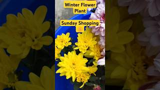 Winter flower Plant🤩 winterflowerplant compost soil wintergardening wintergarden gardening yt [upl. by Aicissej646]