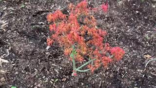 Dwarf Japanese maple garden  another look [upl. by Sollars]