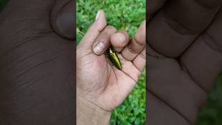 the largest shiny beetle I have ever found of its kind insects nature beautifulinsects [upl. by Aidnyl]