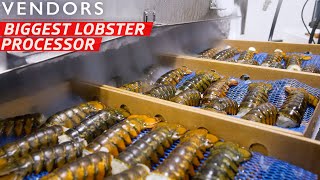 How the Largest Lobster Company in Maine Processes Over 600000 Pounds per Week — Vendors [upl. by Scornik]