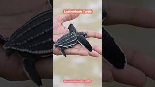 Leatherback turtle [upl. by Burget888]