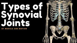 Types of Synovial Joints [upl. by Dearden]