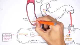 Bilirubin Metabolism [upl. by Htenaj]