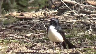 Willie Wagtail  Rhipidura leucophrys [upl. by Kaila]