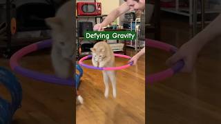 I’m always defying gravity wicked defyinggravity cynthiaerivo elphaba catsoftiktok cattricks [upl. by Ebonee]