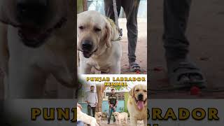 💥Punjab Labrador Dogs [upl. by Vassaux]