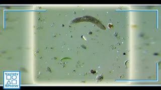 Impresionante Vida microscópica en una gota de agua [upl. by Juni]