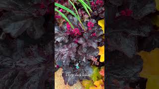 Heuchera for 2025 gardening [upl. by Warde]