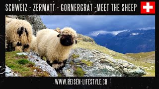 Schweiz  Zermatt  Gornergrat  Meet the Sheep  Schwarznasenschafe [upl. by Nelloc]