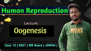 Oogeneis  ডিম্বাণু উৎপাদন   Ovum  egg  Formation  Class 12  NEET  JENPAS  WB Board [upl. by Kannan]