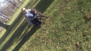 Bouvier Des Flandres Personal Protection Training [upl. by Usanis]