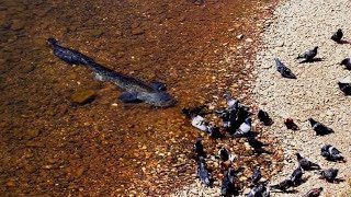 Catfish Grabs and Eat Pigeon by Catfish World [upl. by Hedberg]