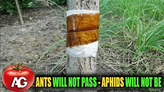 This will quickly get rid of aphids and ants on trees [upl. by Brianne]