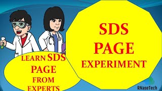 SDS PAGE experiment How to perform SDS PAGE in a lab  How to make SDS PAGE gel  How to run SDS [upl. by Rheinlander51]