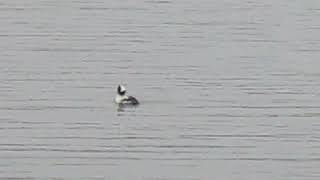 Bufflehead Duck [upl. by Nodanrb]