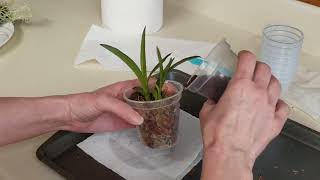 Unboxing Tolumnia Orchids  Watch Me Repot a Tolumnia in Moss [upl. by Aihsenat765]