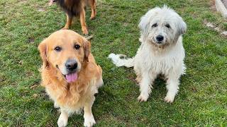 Golden Retriever Falls In Love With A Farm Dog [upl. by Ycrad]