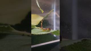 Baby Puss Moth Caterpillar Freak Out🐛 bugs [upl. by Chicky]