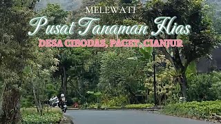 Perjalanan Melewati Pusat Tanaman Hias di Desa Cibodas Pacet Cianjur [upl. by Aicitan]