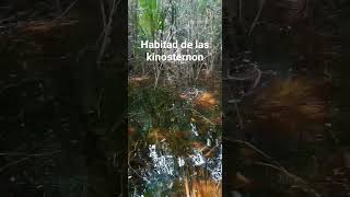 habitad de las kinosternon [upl. by Jaela]