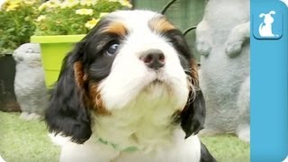 80 Seconds of Precious Cavalier King Charles Spaniel Puppies [upl. by Nuhs]