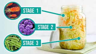 The Process of Fermentation  The 3 Crucial Stages of Fermenting Vegetables [upl. by Aihsram]