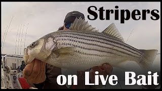 Striper Fishing on Lake Wateree  How To Catch Stripers on Live Bait [upl. by Cecile335]