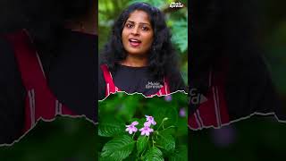 Bhagyanattil Pokum Njan  ഭാഗ്യനാട്ടില്‍ പോകും  Malayalam Christian devotional Song  Music Spread [upl. by Novrej]