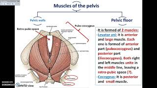 Overview of Pelvis 2  Muscles of Pelvis  DrAhmed Farid [upl. by Moran735]