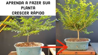 Cuidados com Triphasia trifolia Como Adubar e Promover o Crescimento [upl. by Drofnelg]