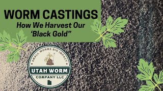 Worm Castings  How We Harvest [upl. by Bancroft]