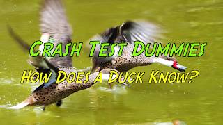 Crash Test Dummies  How Does a Duck Know with Lyrics [upl. by Lewellen528]