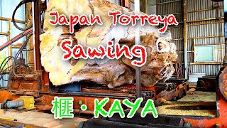 Japan Torreya Sawing日本の榧のきです。 [upl. by Iadam523]