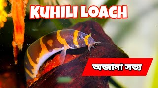 Ultimate Kuhli Loach Care Guide  Feeding Tips amp Tank Setup  No CO2 Planted Tank [upl. by Atnes]