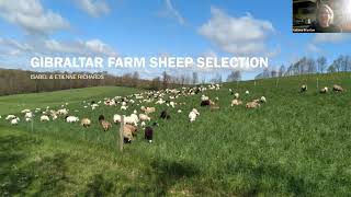 Who to cull and keep on a grassfed sheep farm Commercial Sheep amp Goat Discussion Group 05 20 2021 [upl. by Nylodam]