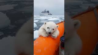 The Arctic team watched from a safe distance as a polar bear crossed their path [upl. by Rodl]