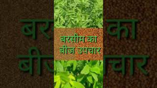 shorts  बरसीम का बीज उपचारberseem seed treatment [upl. by Alrak588]