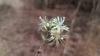 Alangium salviifolium Ankula a food of elephant conservation elephant wildlife food [upl. by Janyte931]