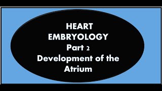 Heart Embryology Part 2 Development of the Atrium [upl. by Keener]