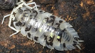 Oniscus asellus Isopod Care Guide [upl. by Domella362]