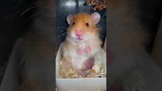 hamsterimut hamsterkombat pets hamsters cute gemes viralvideo animals comelec food fyp [upl. by Attenrad600]