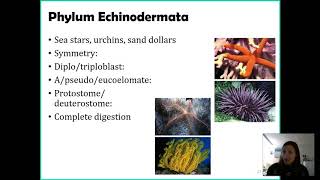 Phylum Echinodermata [upl. by Auqenaj304]