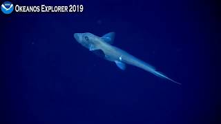 Okeanos Curious Chimaeras 71119 [upl. by Terrag]