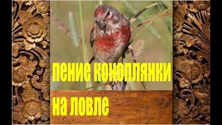 ПЕНИЕ КОНОПЛЯНКИ РЕПОЛОВАAcanthis Carduelis cannabina [upl. by Standice568]