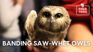 Banding Saw whet Owls [upl. by Essex]