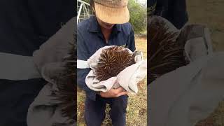 Person removes an Echidna from a backyard [upl. by Enitsenre]