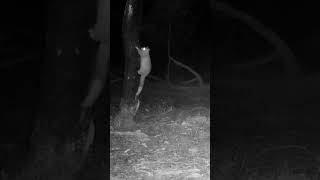 Possum Climbing A Tree australia wildlifeofaustralia wildlife possum trailcam [upl. by Marder]